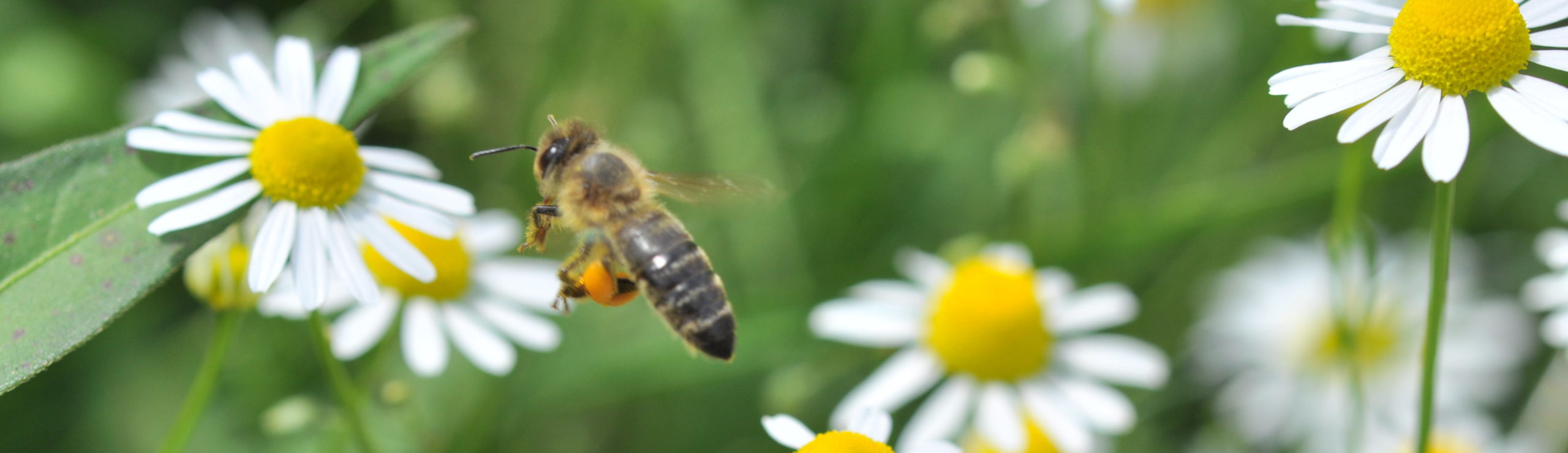 Imkerkurs am Stadtbauernhof – Begleite dein Bienenvolk durch das Bienenjahr